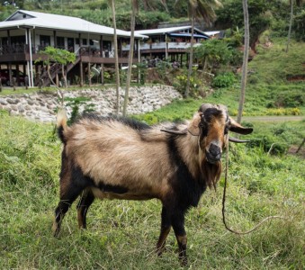 Goats and chickens are in many yards