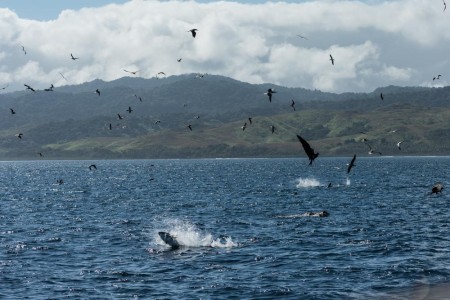 Yellowfin Tuna jumping 