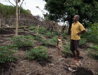 Surveying the cassava and taro crops