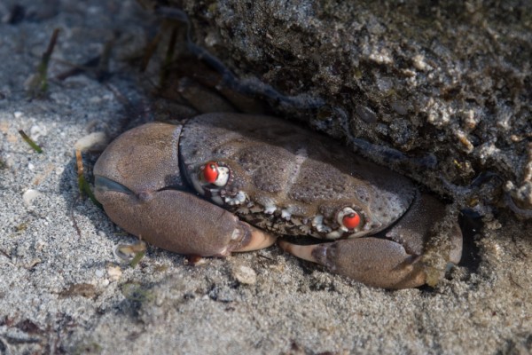 Crab not happy with me!