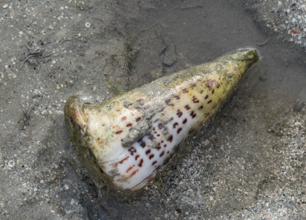 Cone shell