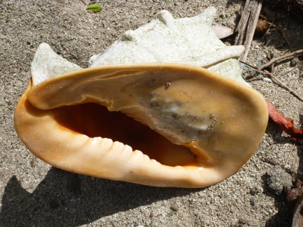 Conch Shell Monty blew