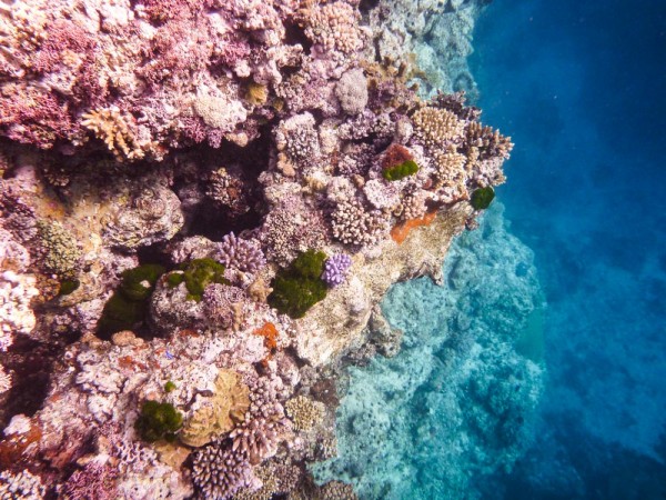 A wall of healthy coral