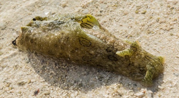 Nudibranch, a soft seagoing slug