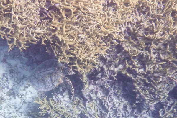Turtle peaking out