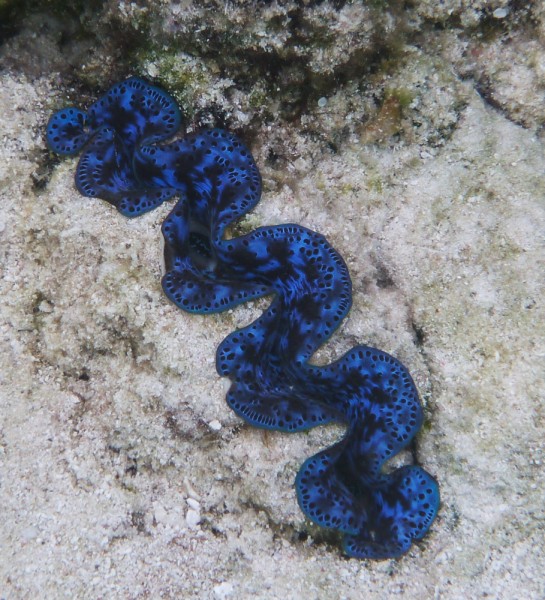 Giant Clam
