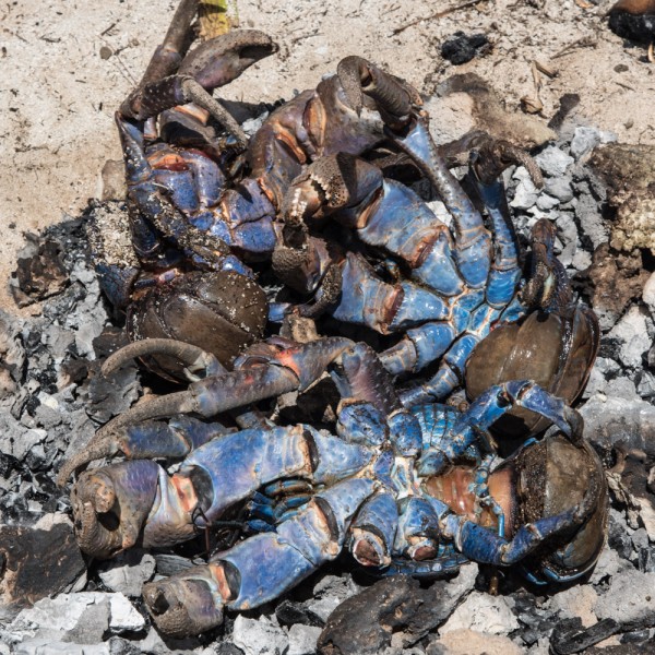 Coconut crab in the fire pit