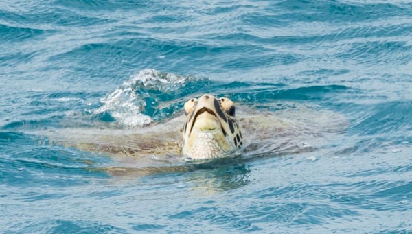 Turtles were frequently seen in the cove