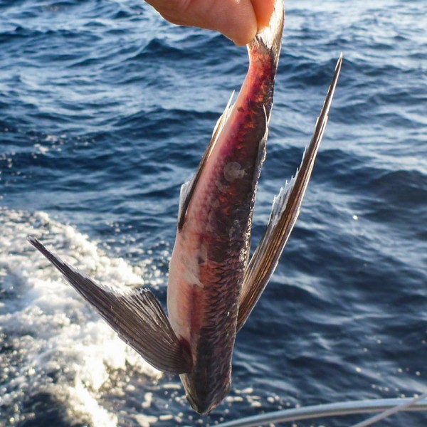 Flying Fish found on the deck