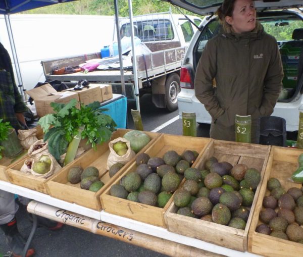 Wide selection of avocados. 