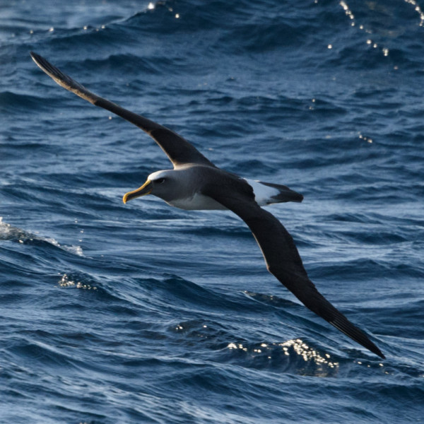 Albatross following us 