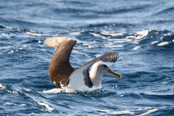 Albatross resting in our wake 