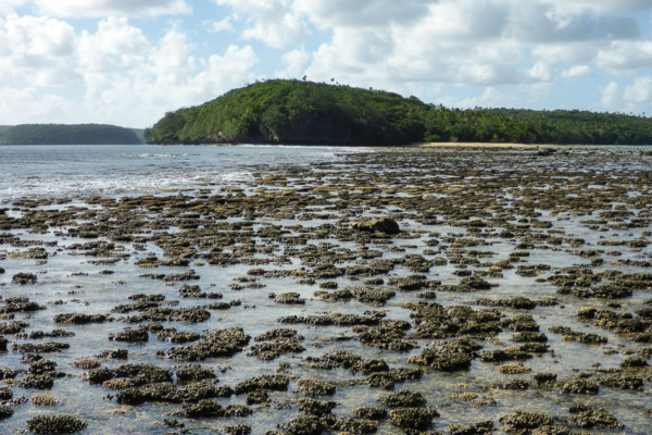 Coral Gardens at low tide 