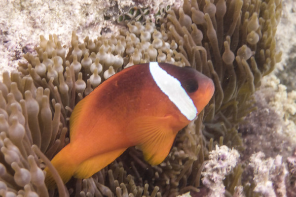 Cinnamon Clownfish in Bubble-tip Anemone